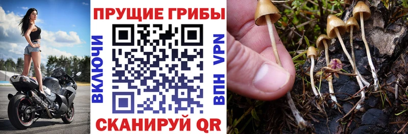 Галлюциногенные грибы мицелий  Купить закладки  Кувандык 